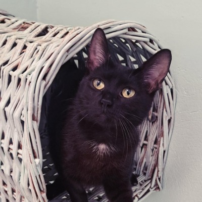 Mochi - 10.01.2026