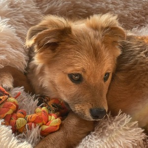 Shrimp (Beau) - 10.01.2026