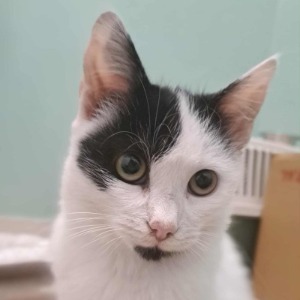 Cookie - 24.01.2026