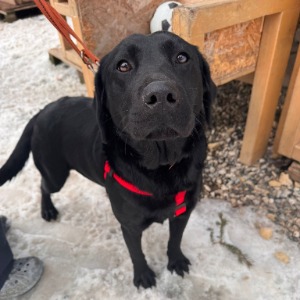 Shiba - 31.01.2026