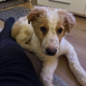 Gruia (Duke) - 31.01.2026