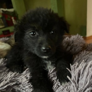 Bess - 31.01.2026