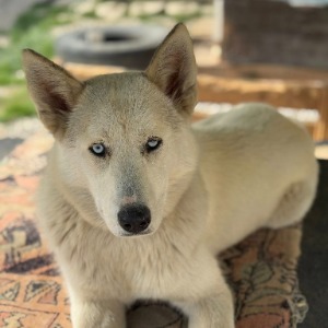 Amaya - 21.02.2026