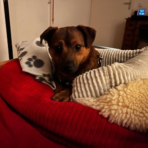 Layla - 02.03.2026