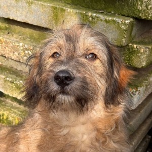 Teddy (nu Bodhi) - 01.04.2026