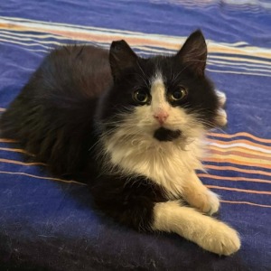 Tux - 04.04.2026