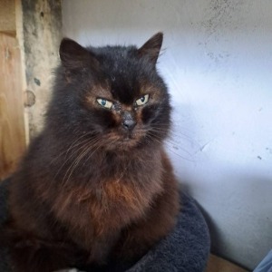 Bagheera - 11.04.2026