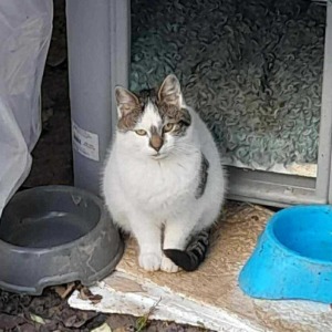 Husky (nu Kiki) - 28.04.2026
