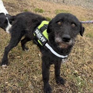 Maudie - 02.05.2026