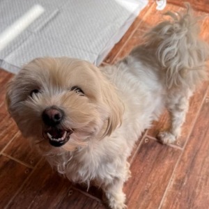 Daisy (nu Pip) - 16.05.2026