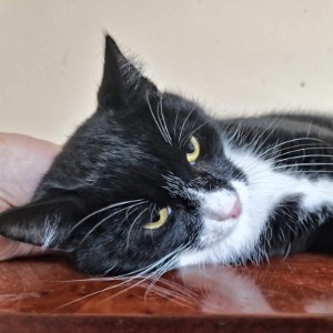 Oreo - 23.05.2026