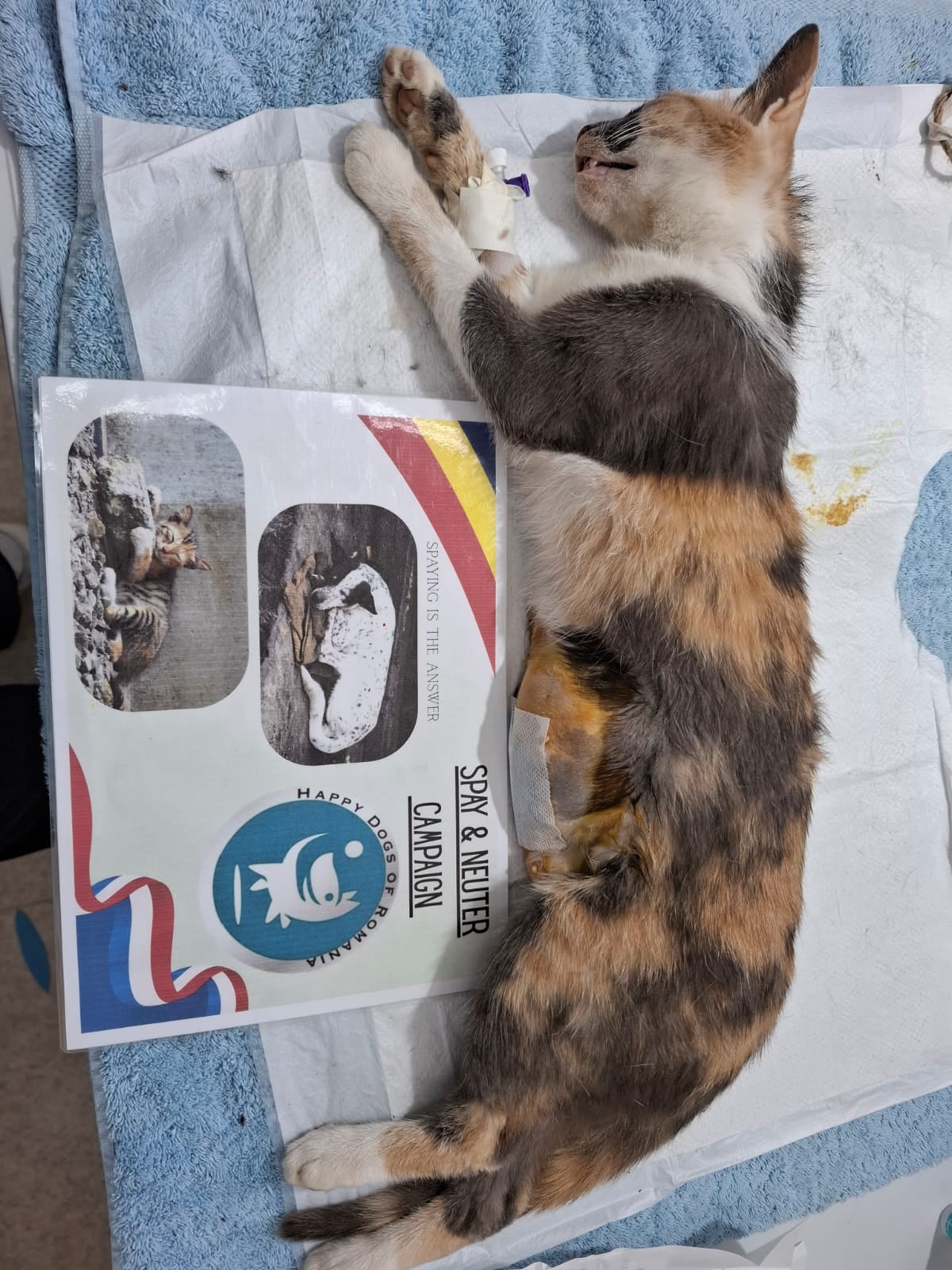 Spaying is the answer...